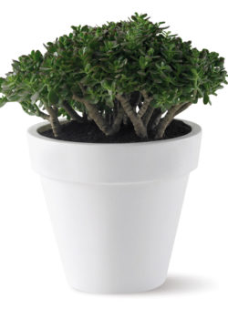 Extra Big Plastic Pot 50cm lime green